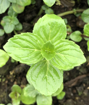 Mięta imbirowa „Green Ginger”