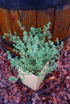 Tymianek szwajcarski