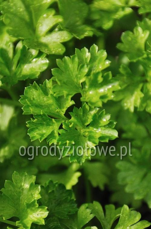 Pietruszka włoska naciowa