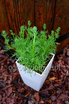 Rozmaryn afrykański