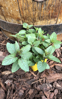 Mięta kłosowa czarna