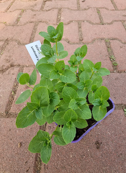 Mięta zielona omszona Dewódzki