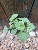 Pokrzywa korsykańska