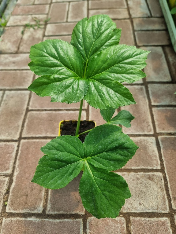 Arcydzięgiel japoński Ashitaba