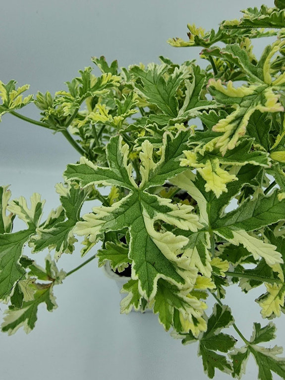 Pelargonia zapachowa „Lady Plymouth"