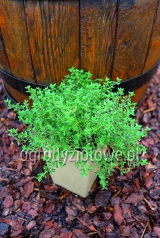 Tymianek limonkowy piemoncki