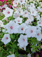 Petunia Supertunia „Vista Silver Berry”