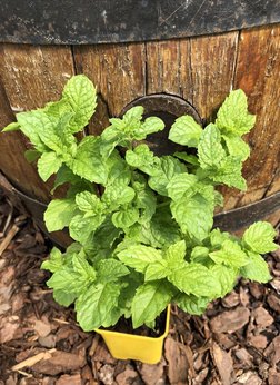 Mięta uzbecka „Taszkent”