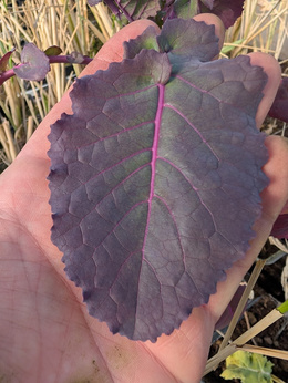 Jarmuż wieloletni Purple Tree Collard x Daubenton „Keeper”