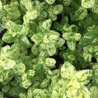 Mięta nakrapiana „Calixte”