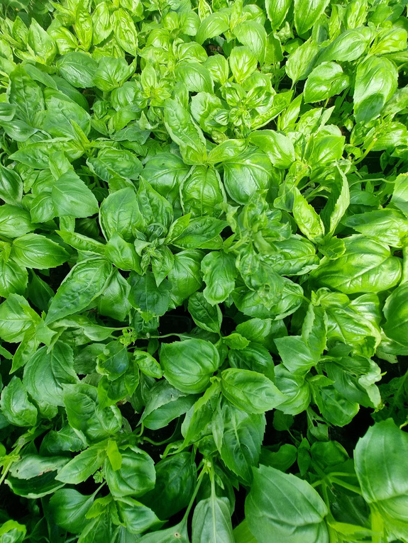 Bazylia zielona „Amazel”