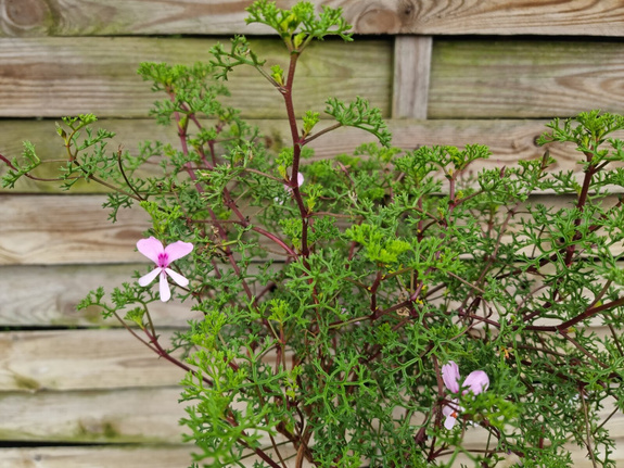 Pelargonia zapachowa „Fruticosum”