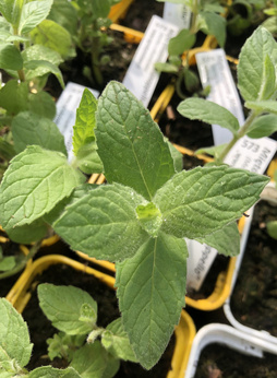 Mięta omszona „Manoppello''