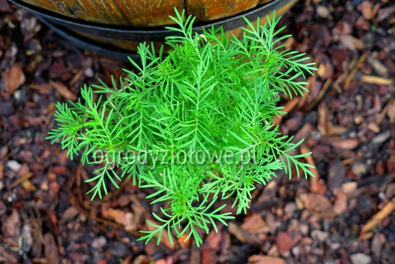 Aksamitka lukrecjowa