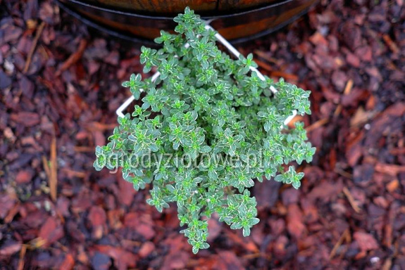 Tymianek srebrno-biały cytrynowy