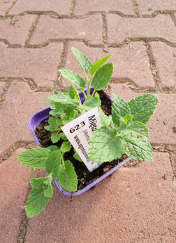 Mięta malinowa Dewódzki