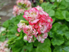 Pelargonia „Rosebud Appleblossom"