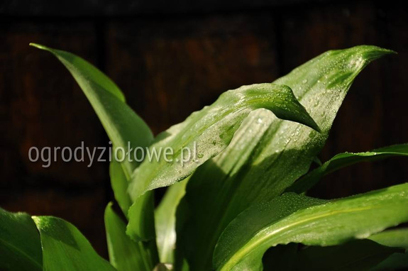 Czosnek niedźwiedzi