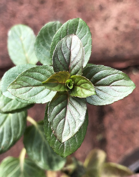 Mięta pieprzowa „Lina”