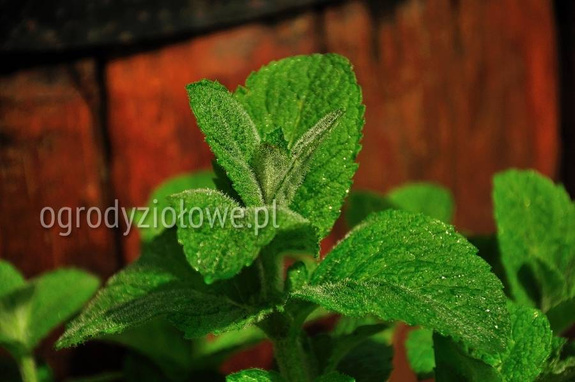 Mięta ananasowa „Bowles”