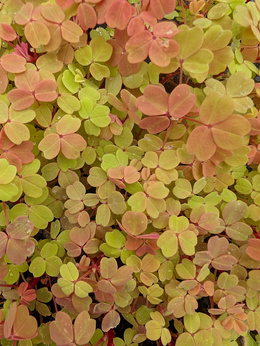 Szczawik pomarańczowy „Sunset Velvet”