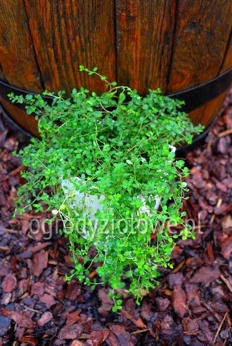 Tymianek bergamotkowy