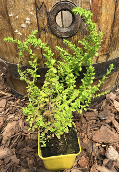 Cząber afrykański cytrynowy