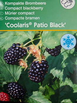 Jeżyna bezkolcowa karłowa „Coolaris Patio Black”