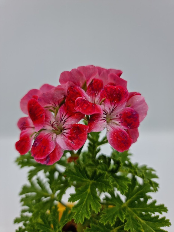 Pelargonia zapachowa morelowa 'Mrs. Ninon'