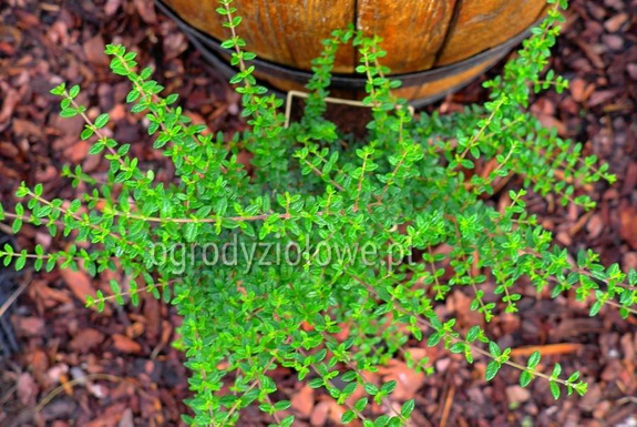 Werbena herbaciana waniliowa „Moujean tea”