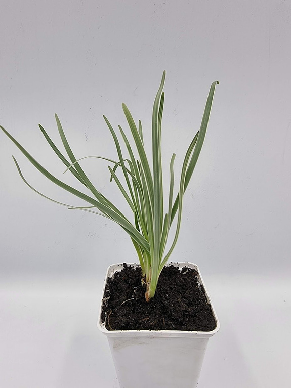 Tulbagia fioletowa „Variegata"