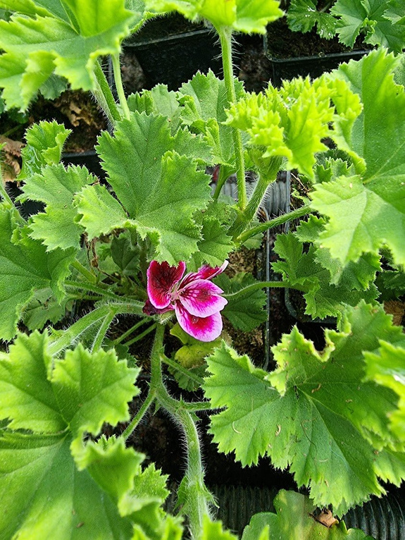 Pelargonia zapachowa cytrynowa „Angel's Perfume”