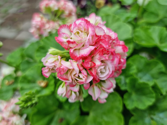 Pelargonia „Rosebud Appleblossom"