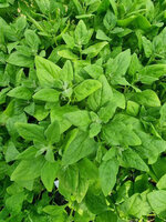 Szpinak nowozelandzki