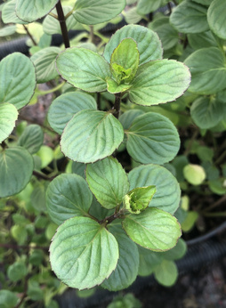 Mięta grecka cytrusowa „Heraklion”