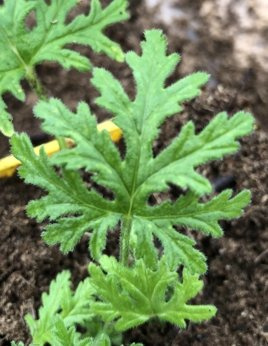 Pelargonia zapachowa różana