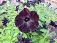 Petunia „Crazytunia Black Mamba"