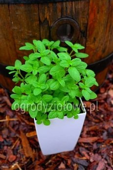 Mięta wietnamska „Hung Cay”