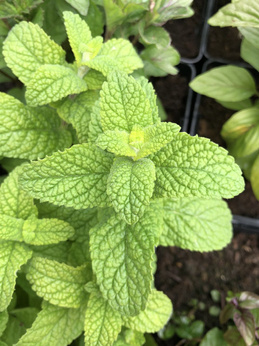 Mięta wonna eukaliptusowa