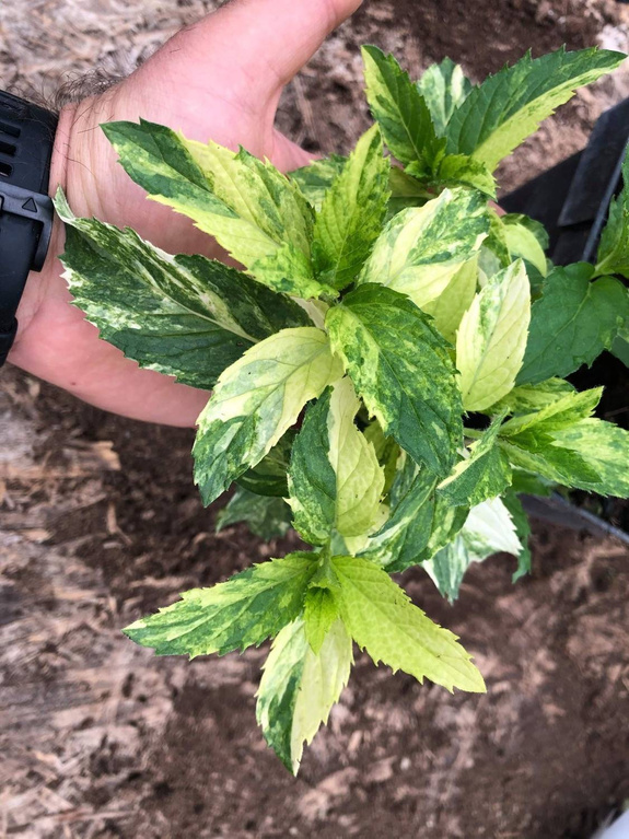 Mięta pieprzowa dwubarwna Dewódzki