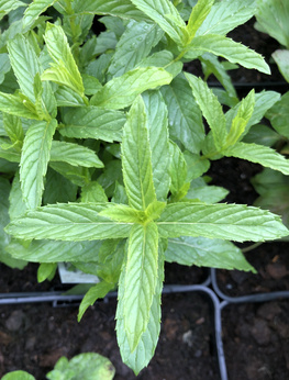 Mięta „Deli Mona”