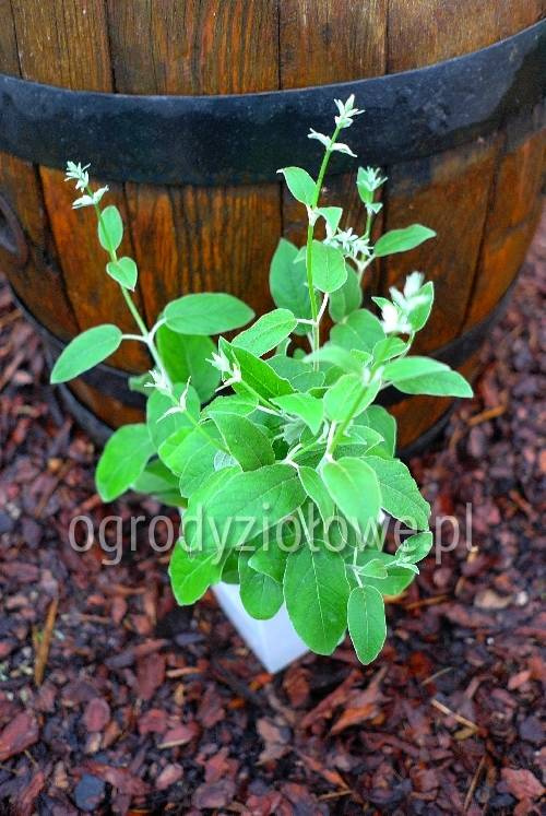 Szałwia peruwiańska