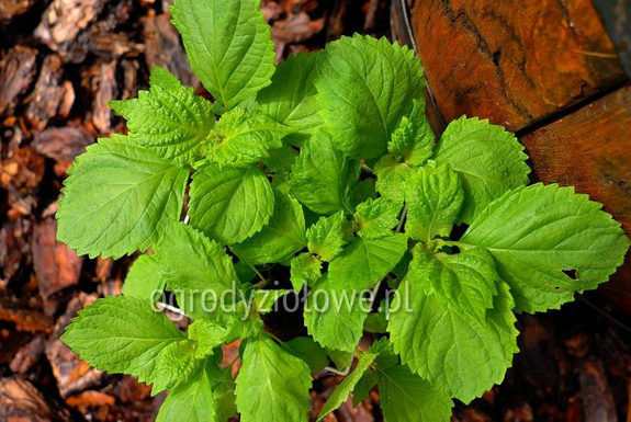 Shiso zielone
