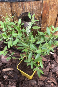 Werbena eukaliptusowa