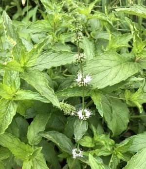 Mięta zielona wąskolistna 'Agata'