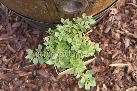 Oregano „Aromatico”