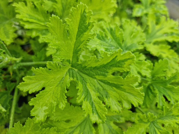 Pelargonia zapachowa „Charity"