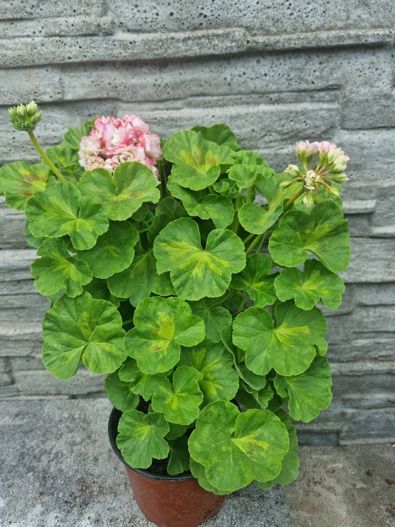 Pelargonia „Rosebud Happy Appleblossom"