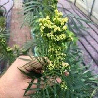 Aksamitka peruwiańska „Huacatay”