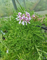 Pelargonia zapachowa różana wąskolistna „Radens”